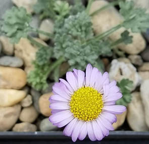 Erigeron pinnatisectus